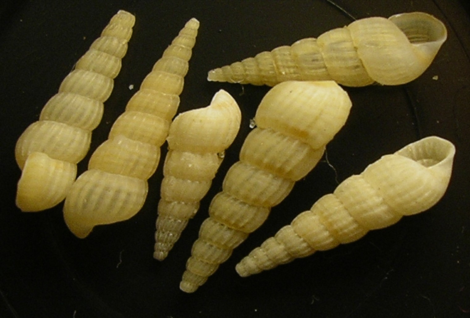 Turbonilla striatula